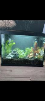 Aquarium, Dieren en Toebehoren, Ophalen, Zo goed als nieuw, Leeg aquarium