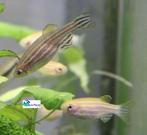 Zebra Danio "Gold", Vis, Zoetwatervis, Schoolvis