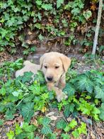 mooie lieve labrador puppy's, Dieren en Toebehoren, 8 tot 15 weken, Labrador retriever, CDV (hondenziekte), Meerdere