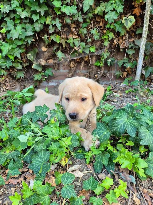 mooie lieve labrador puppy's, Dieren en Toebehoren, Honden | Retrievers, Spaniëls en Waterhonden, Meerdere dieren, Labrador retriever