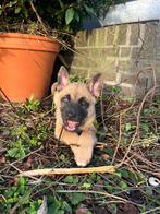 6 leuke Herder x Husky pups klaar voor een nieuw thuis, 8 tot 15 weken, Meerdere, Meerdere dieren, Nederland