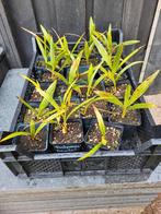 Trachycarpus fortunei var nainital, Minder dan 100 cm, Ophalen, Palmboom