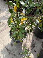 Grote laurier novita 160/170  pot gekweekt 6st  24,95 pst, Ophalen, Bloeit niet, Vaste plant, Halfschaduw