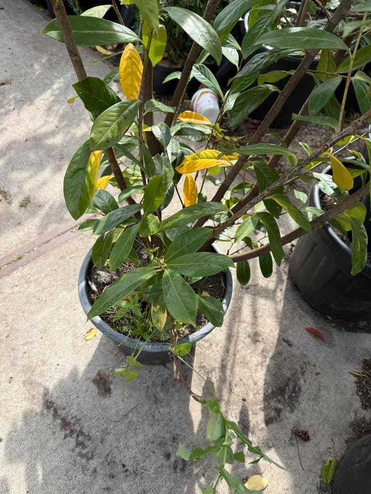 Grote laurier novita 160/170  pot gekweekt 6st  24,95 pst, Tuin en Terras, Planten | Tuinplanten, Vaste plant, Halfschaduw, Bloeit niet