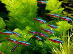 Kardinaaltetra’s 20x aquariumvissen, Vis, Zoetwatervis, Schoolvis