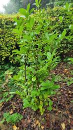 Prunus Rotundifolia planten circa 180 cm, Ophalen of Verzenden, Overige soorten, Halfschaduw