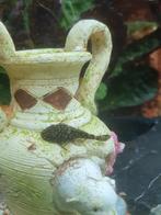 Borstelneus algeneter, Dieren en Toebehoren, Vissen | Aquariumvissen, Vis