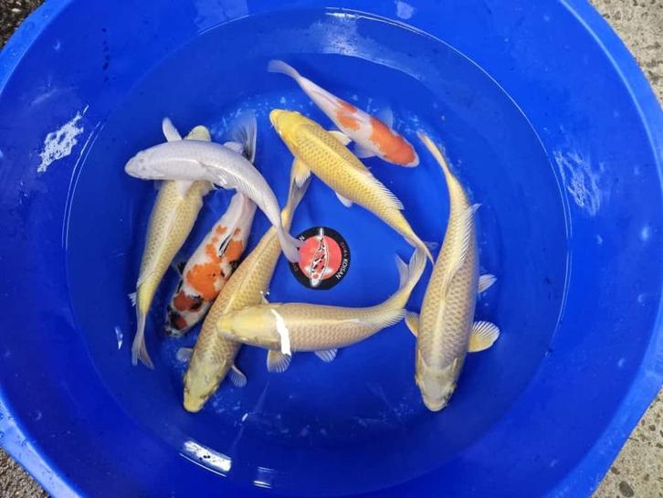 UITVERKOOP Diverse Japanse koi karper | Koikarpers, Dieren en Toebehoren, Vissen | Vijvervissen, Karper of Koi