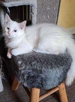 Ragdoll katertje lilac tortie point, Dieren en Toebehoren, Katten en Kittens | Raskatten | Langhaar, Kater, Met stamboom
