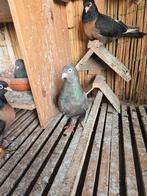 Takla, Dieren en Toebehoren, Meerdere dieren