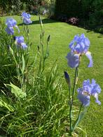 Te koop vaste plant Iris germanica Baardiris, Ophalen of Verzenden, Zomer, Overige soorten, Volle zon