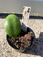 Hoya sp. Gayo clone 10, Ophalen, Overige soorten, Halfschaduw, Minder dan 100 cm