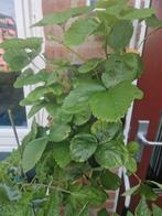 1e-jaars aardbeienplant, Ophalen, Zomer, Overige soorten, Volle zon