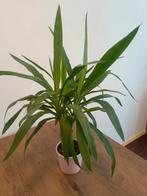 Palm tree., Ophalen of Verzenden, Halfschaduw, Minder dan 100 cm