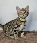 3 Schitterende Bengaal Kittens Beschikbaar, Dieren en Toebehoren, Meerdere dieren, Gechipt, 0 tot 2 jaar
