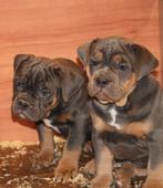 Prachtige old english bulldog pups met stamboom !!, Dieren en Toebehoren, Honden | Bulldogs, Pinschers en Molossers, 8 tot 15 weken