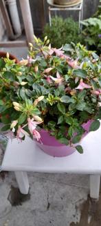 Bellenbloein rose stenen pot 24cm doorsnee volop in bloei, Ophalen
