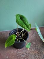 Alocasia Scalprum #2, Overige soorten, In pot, Minder dan 100 cm, Groene kamerplant