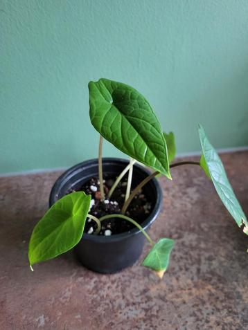 Alocasia Scalprum #2 beschikbaar voor biedingen