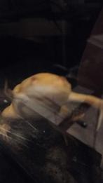 Gratis klauwkikker, Dieren en Toebehoren, Overige typen, Zoetwatervis