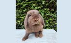 Dwerg hangoor konijn, Mannelijk, Dwerg, 0 tot 2 jaar, Hangoor