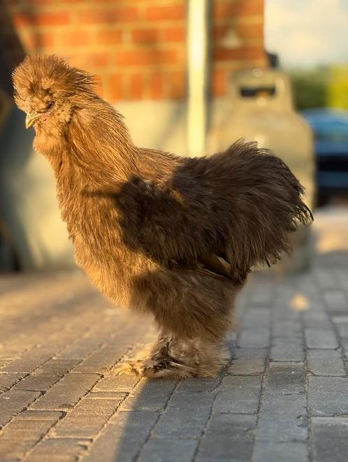 Twee USA choco zijdehoen hanen, Dieren en Toebehoren, Pluimvee, Kip, Mannelijk