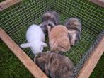 NHD Nederlandse Hangoor Dwerg konijntjes, Dieren en Toebehoren, Vrouwelijk, Dwerg, Hangoor
