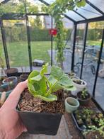 Pompoen, courgette en frambozen plantjes., Tuin en Terras, Ophalen, Zomer, Groenteplanten, Volle zon