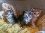 Nestje met Siberische kat kittens, Dieren en Toebehoren, Poes, Gechipt