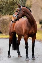Te koop: 5-jarige KWPN merrie – Desperado  Lord Loxley – L1, Merrie, Dressuurpaard