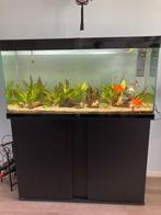 Ciano 120 aquarium incl kast!!MOET WEG ivm verhuizing!!!, Ophalen, Gebruikt, Leeg aquarium