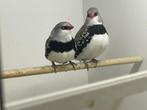 Diamantvinken, Dieren en Toebehoren, Vogels | Overige Vogels, Meerdere dieren, Tropenvogel, Geringd