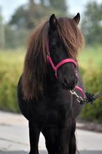**HELE KNAPPE & MAKKE NSPS SHETLANDER MERRIE**, Merrie, 0 tot 2 jaar, A pony (tot 1.17m), Recreatiepony