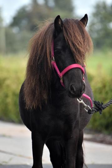 **HELE KNAPPE & MAKKE NSPS SHETLANDER MERRIE** beschikbaar voor biedingen