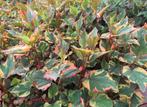 Vaste plant: Houttuynia cordata Chameleon 2 euro., Vaste plant, Halfschaduw, Zomer, Ophalen