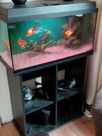 Aquarium met sluierstaarten, Ophalen, Zo goed als nieuw, Leeg aquarium