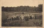 APELDOORN, Schapen aan het Uddeler Meer (1910s) Ansichtkaart, Ophalen of Verzenden, Voor 1920, Ongelopen, Gelderland