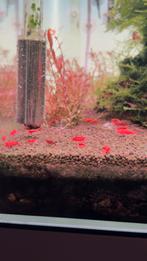 BLOODY MARY HIGH GRADE GARNALEN, Kreeft, Krab of Garnaal