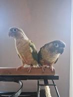 2 dames - pyrrhura, Dieren en Toebehoren, Vrouwelijk, Parkiet, Tam