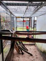 Koppel Groen vleugels, Meerdere dieren, Papegaai