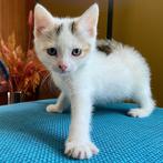 Kittens te koop prijs p.st, Dieren en Toebehoren, Katten en Kittens | Overige Katten, Meerdere dieren, Kortharig, 0 tot 2 jaar