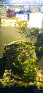 Rode garnalen, Dieren en Toebehoren, Kreeft, Krab of Garnaal