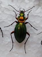 Carabus auronitens geprepareerd (goudglanzende loopkever), Ophalen of Verzenden, Nieuw, Insect, Opgezet dier