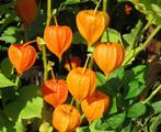 Vaste plant : Lampionplant Physalis  2 euro., Vaste plant, Halfschaduw, Zomer, Ophalen