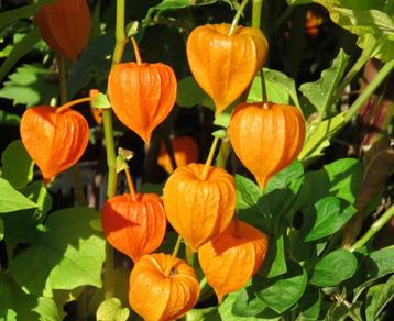 Vaste plant : Lampionplant Physalis  2 euro. beschikbaar voor biedingen