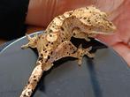 Superdalmatian wimpergekko man, Hagedis, 0 tot 2 jaar