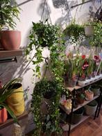 Hedera Helix, Huis en Inrichting, Kamerplanten, Overige soorten, In pot, Minder dan 100 cm, Groene kamerplant