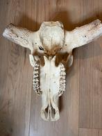 Buffel schedel echt, Ophalen, Zo goed als nieuw, Schedel