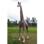 Giraffe 8 ft. – Giraf beeld Hoogte 230 cm, Verzamelen, Dierenverzamelingen, Ophalen, Nieuw, Overige typen