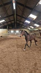 Knappe springpaard Dahl, Dieren en Toebehoren, Paarden, Springpaard, Met stamboom, Ruin, Onbeleerd